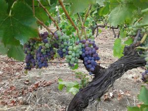 Vini dell'Etna