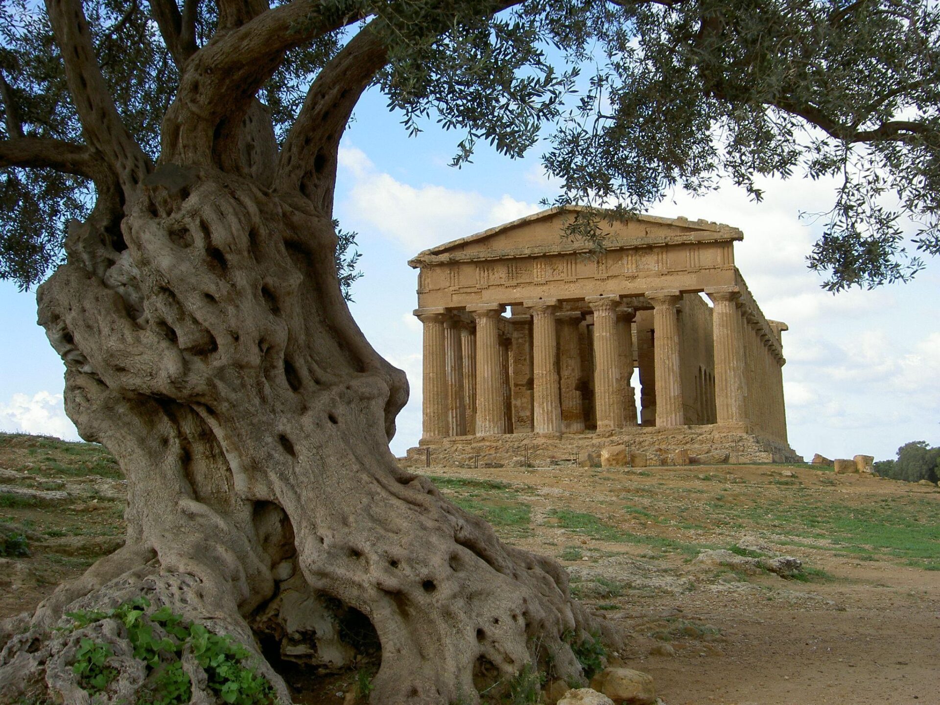 Греческое название растения. Храм Зевса в Агридженто. Античный храм Сицилия Агридженто. Греция олива дерево. Долина храмов в Агридженто.