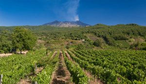 Vini dell'Etna 