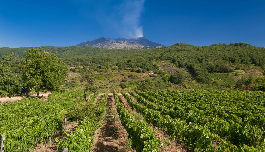 Vini dell'Etna