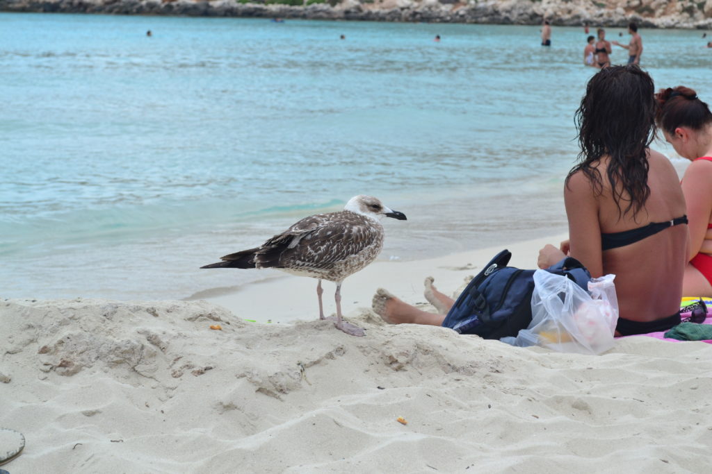 LAMPEDUSA ISOLA SICILIANA CON MARE CRISTALLINO