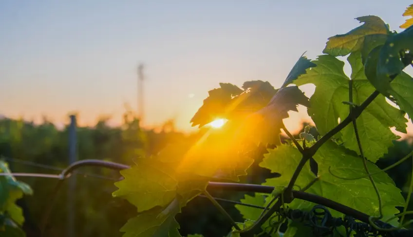 tramonto vigneti fattoria