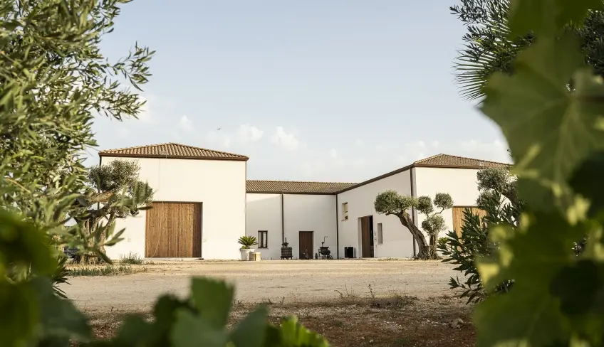 fattoria raccolta olive