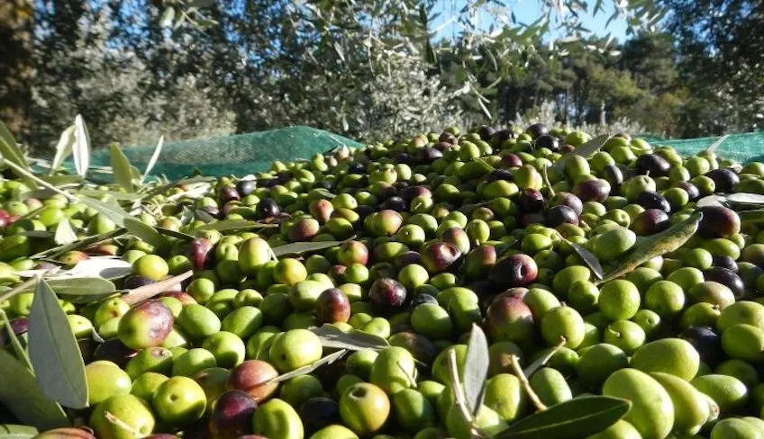 Olive harvest and tasting near Palermo