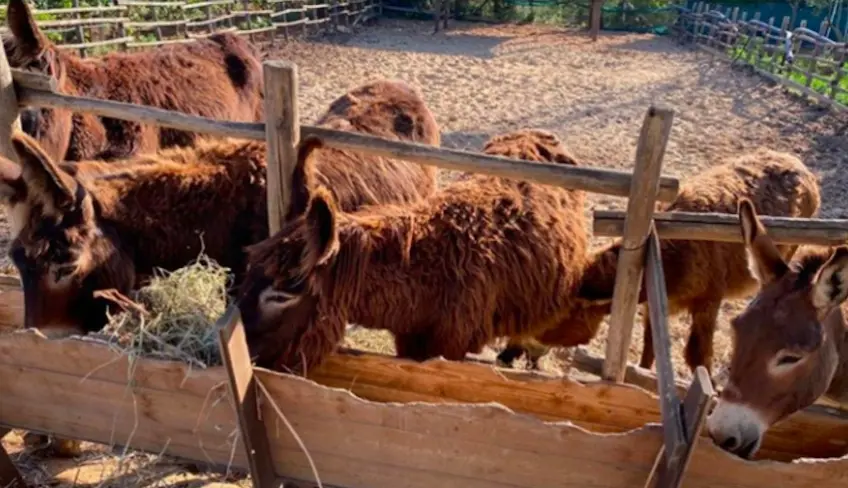 asini e animal farm tour