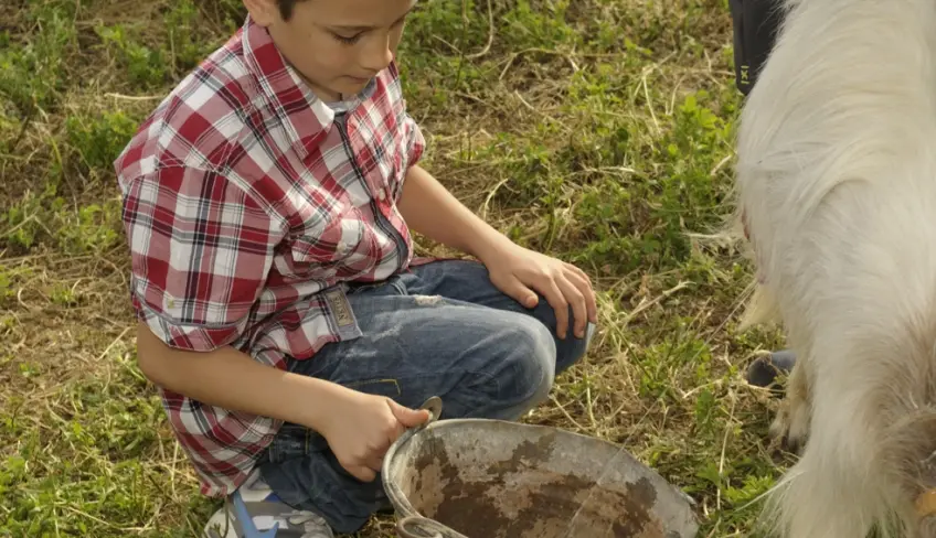 bimbo con capretta animal farm