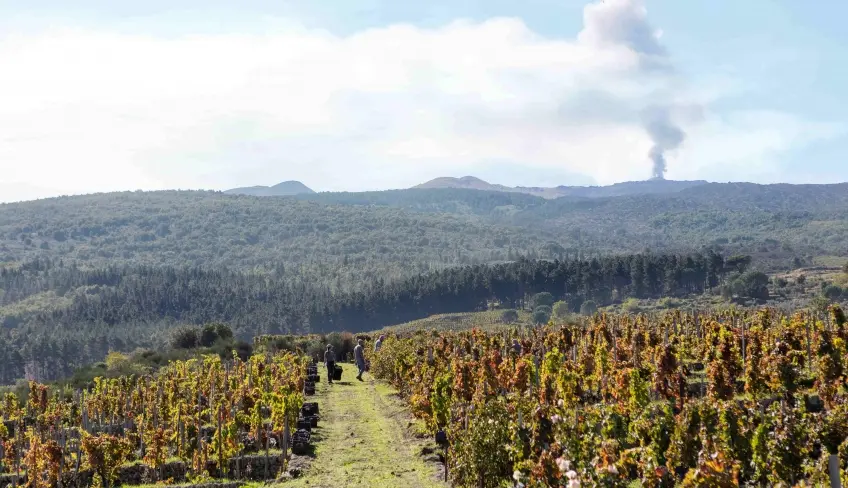 Etna e vigne
