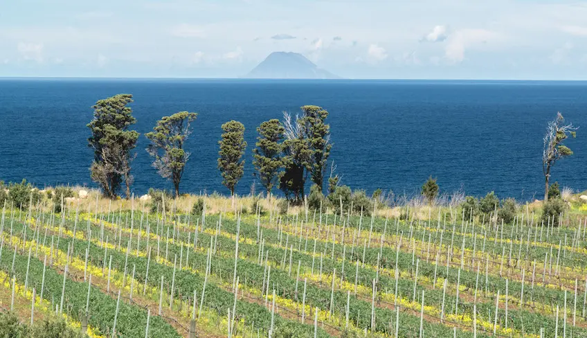 Wine Tasting Sicily