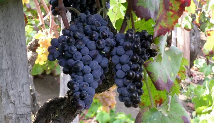 винодельни и виноградники отдых на сицилии - обед этна