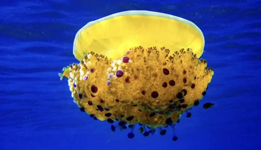 сноркелинг сицилия море сицилии подводные погружения Таормина