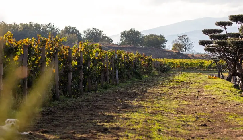 Cellars & Wineyards Holiday in Sicily -Cellar Etna