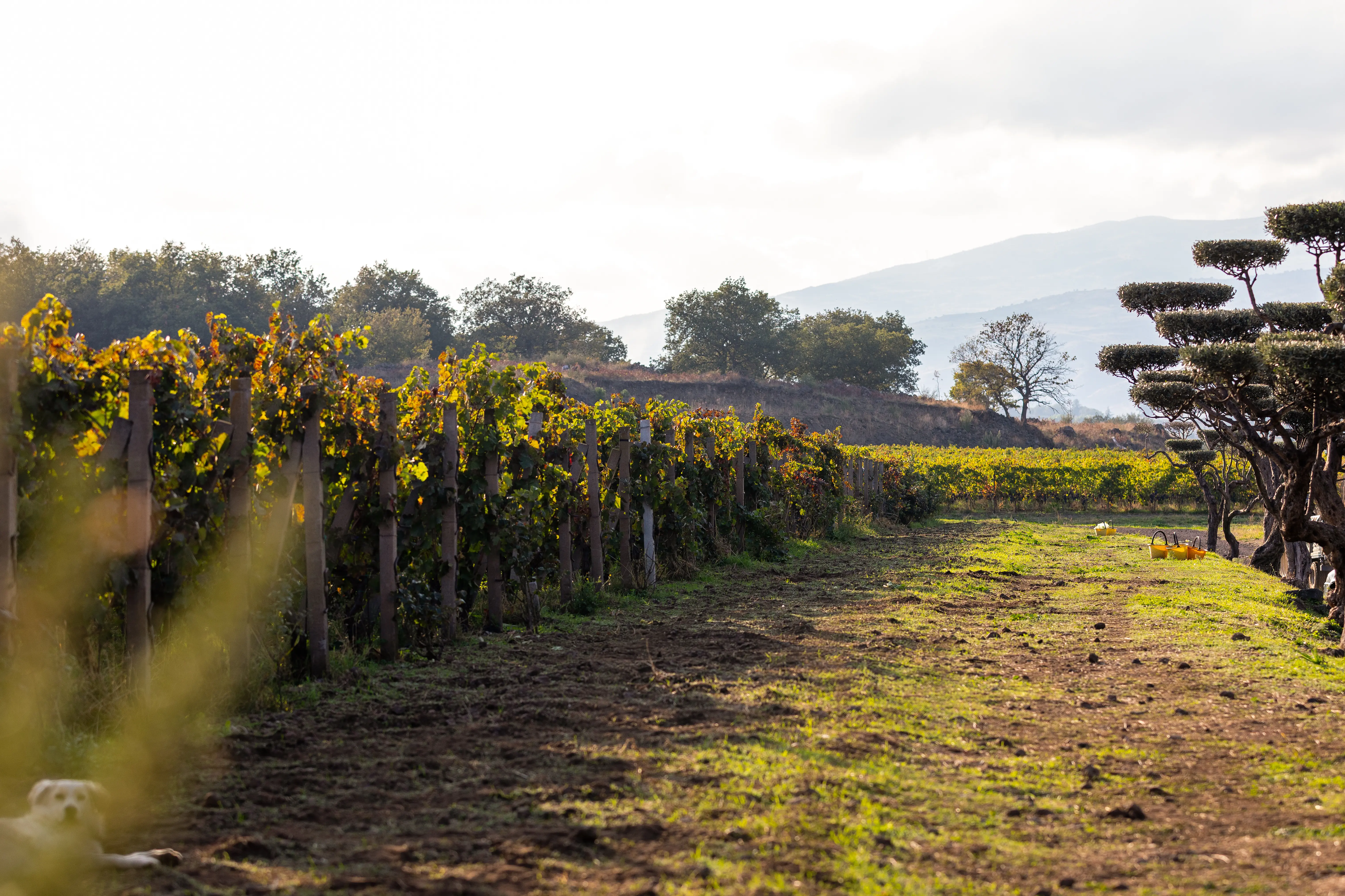 дегустация вина день предложения на сицилии сицилия винная карта этна