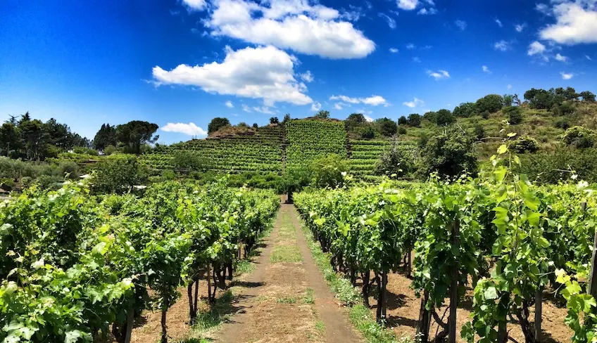 Cantine Etna - Degustazione Vini Etna