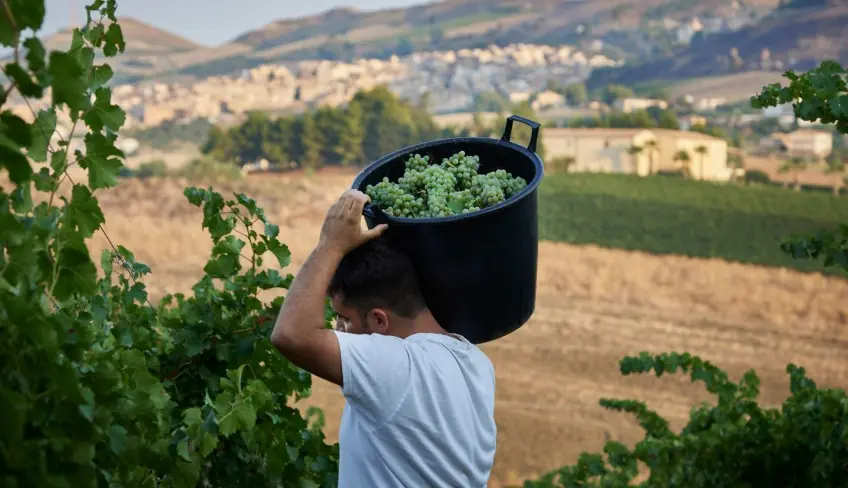 Cantine Palermo - Vini Palermo