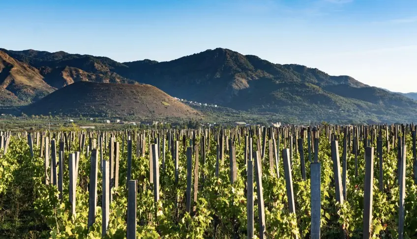 Cosa Fare A Messina - Mangiare Sull'Etna