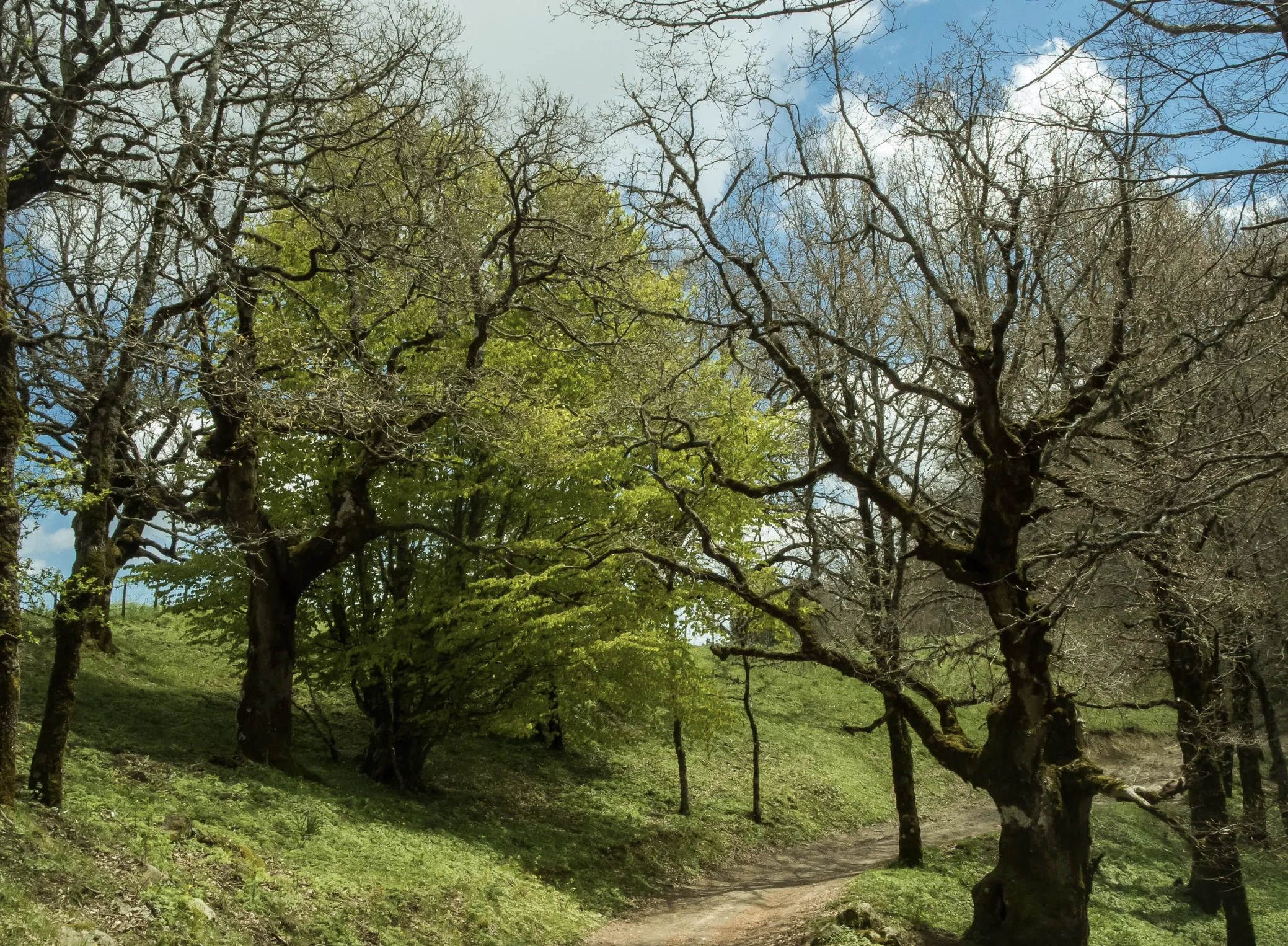 Rocche Dell’Argimusco - Bosco Di Malabotta