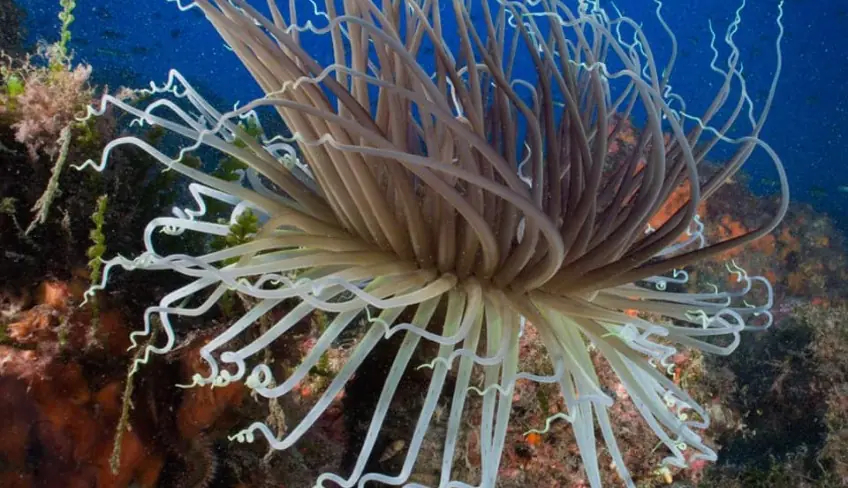 Scubadiving Catania