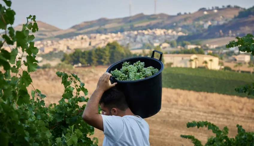 wine tasting palermo