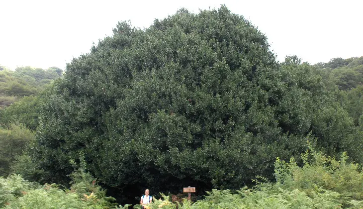 Nature Holiday in Sicily -Sicilian park