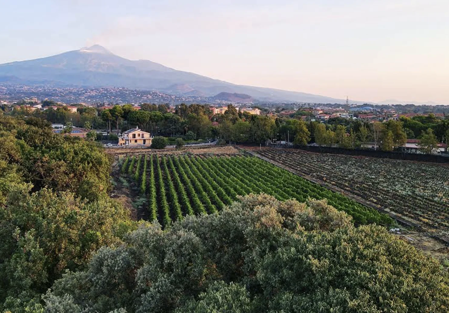 degustazione vini etna aziende vinicole etna cantina siciliana