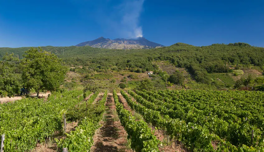 degustazione vini etna aziende vinicole etna cantina siciliana