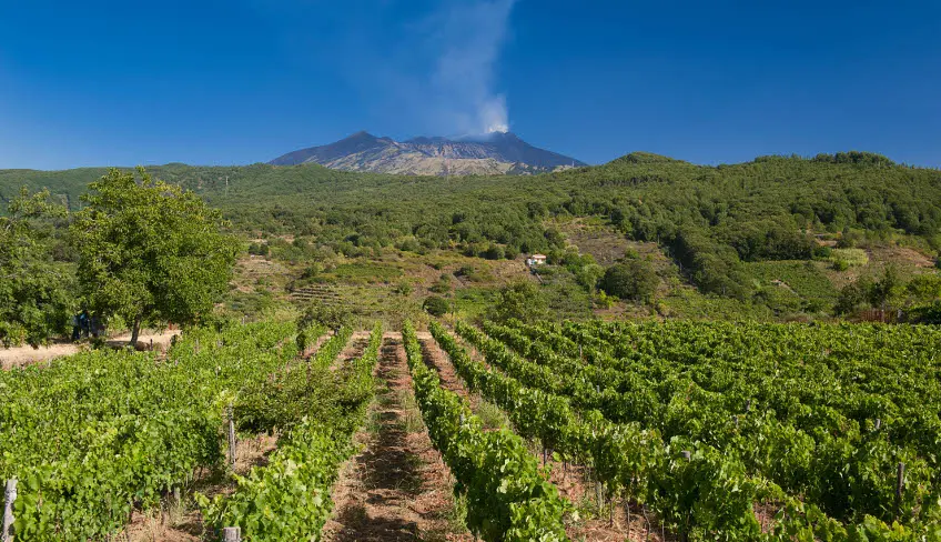 Wine tasting etna etna wine tour etna wine tasting