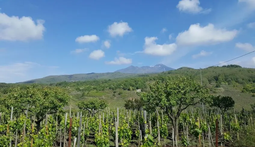 Cantine Etna Cosa vedere sull'Etna Cosa fare sull'Etna