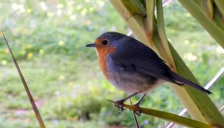 Wanderung der Vögel Beobachtung der Vogelwelt geführte Routen durch Sizilien