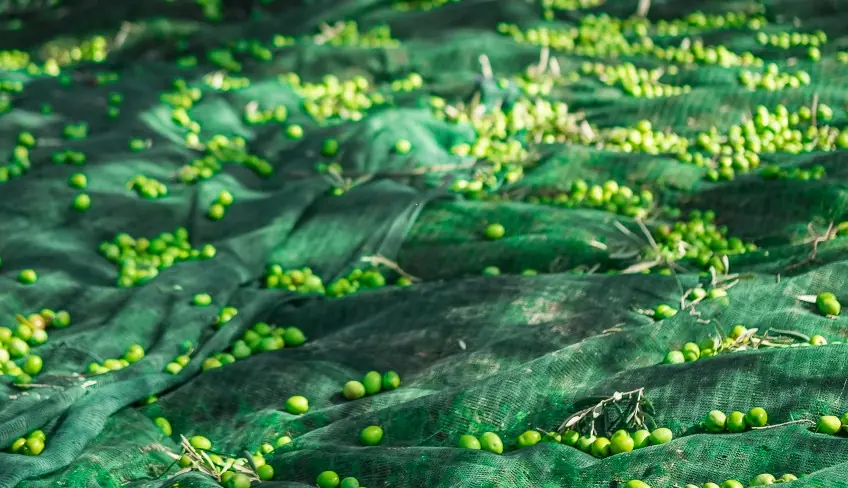best sicilian olive oil